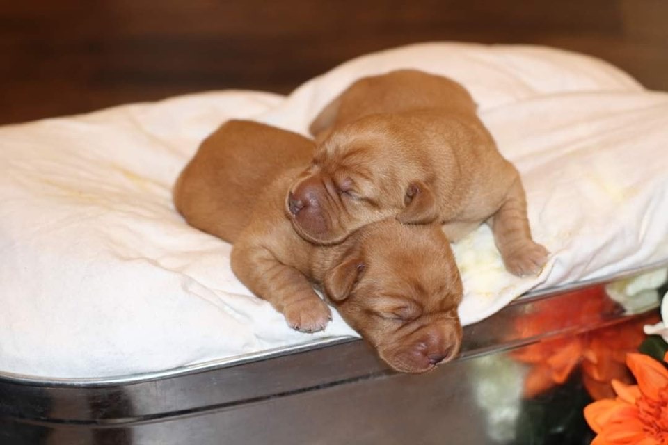 Two Fox Red Labrador Puppies 