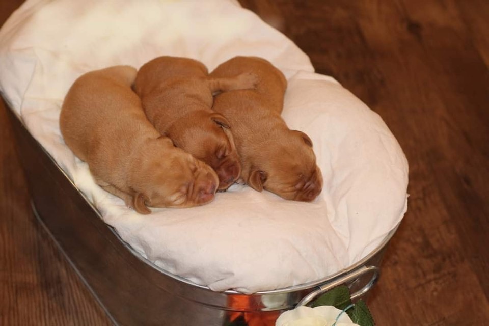 Three Fox Red Labrador Puppies